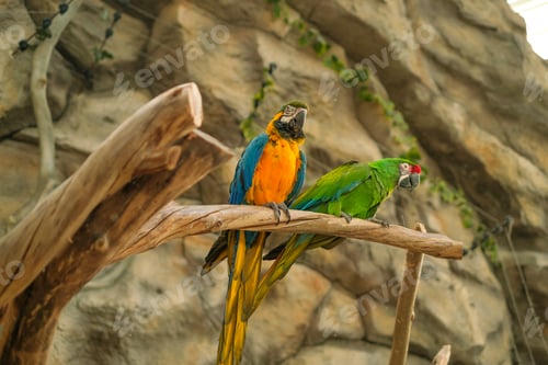 Preview: Two bright colorful macaws are sitting on dry branches in rocky area