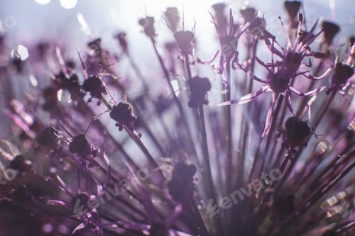 Preview: a drop of water on a purple flower. wild onions closeup. wild leek background.