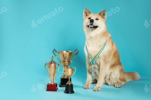 Preview: Adorable Akita Inu dog with champion trophies and medals on light blue background