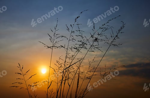 Preview: Grass with sky in the sunset