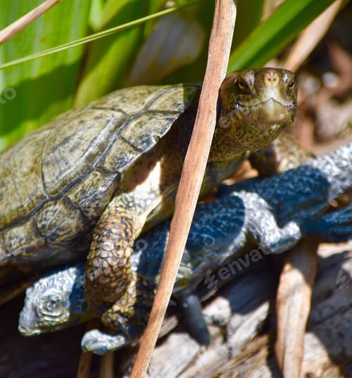 Preview: Close up of turtle