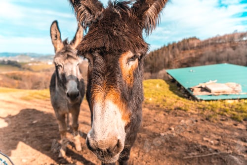 Preview: Two donkeys from Mount Adarra in Guipuzcoa. Basque Country