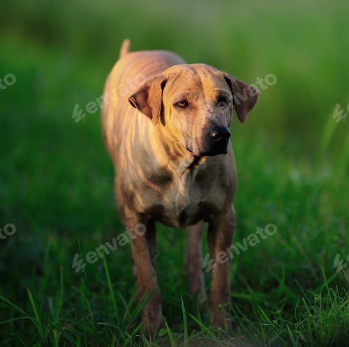 Preview: Thai Ridgeback Dog ready to attack