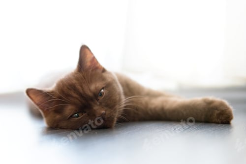 Preview: Portrait of British Shorthair cat lying