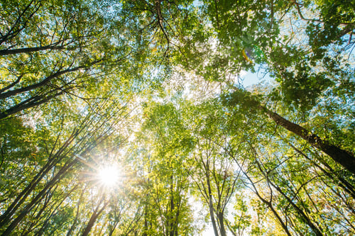 Preview: Spring Sun Shining Through Canopy Of Tall Trees. Sunlight In Tro