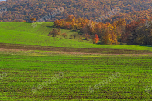Preview: View of the farm fields with green shoots