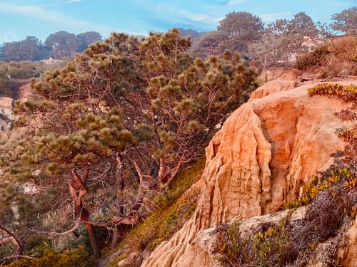 Preview: The rare and beautiful Torrey Pine Trees on the coastal cliffs of San Diego California.