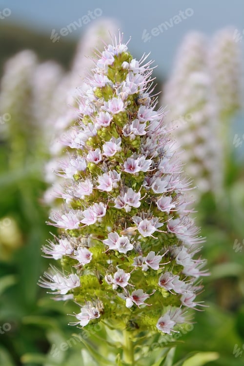 Preview: Echium wildpretii trichosiphon flower