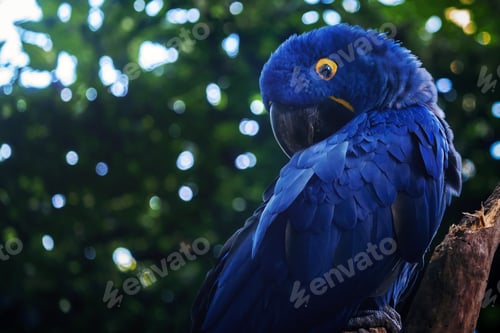 Preview: Hyacinth Macaw (Anodorhynchus hyacinthinus) - Blue Macaw