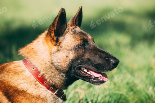 Preview: Malinois Dog Close Up Portrait. Well-raised And Trained Belgian Malinois Are Usually Active