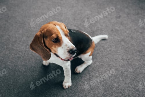 Preview: adorable beagle dog sitting on floor and looking away