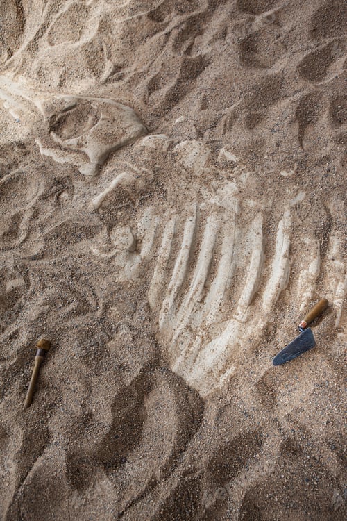 Preview: The excavations of the paleontologist in the desert