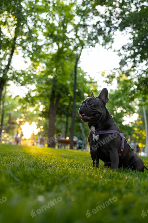 Preview: the dog obeyed the command to sit on the lawn in the park, behind it the warm sun shines