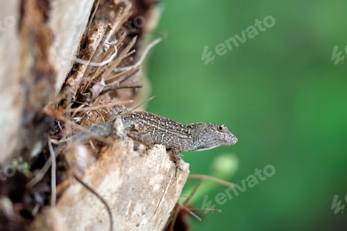 Preview: Macro closeup of blown alone lizard warming on summer sun.