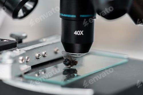 Preview: Close-up view of glass microscope slide with fly in laboratory