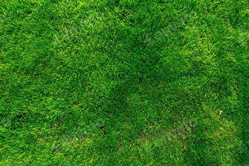 Preview: green grass. natural background texture