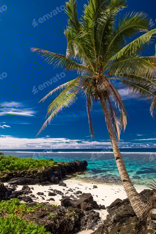 Preview: Tropical beach on south side of Samoa Island with coconut palm trees