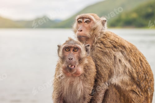 Preview: Two monkeys are eating a banana beside the lake.