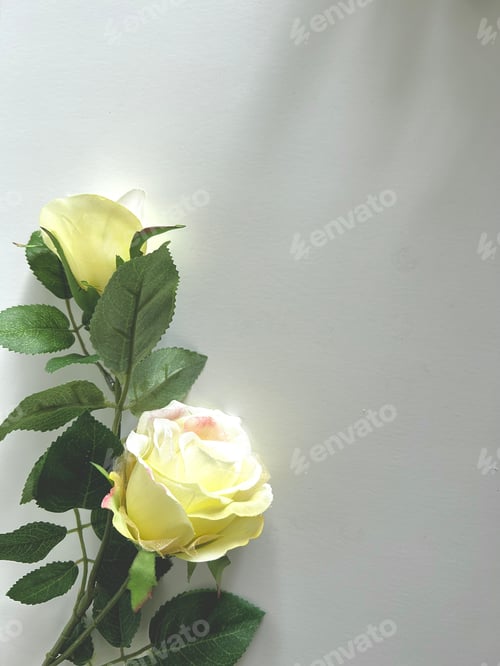 Preview: Yellow roses in sunlight