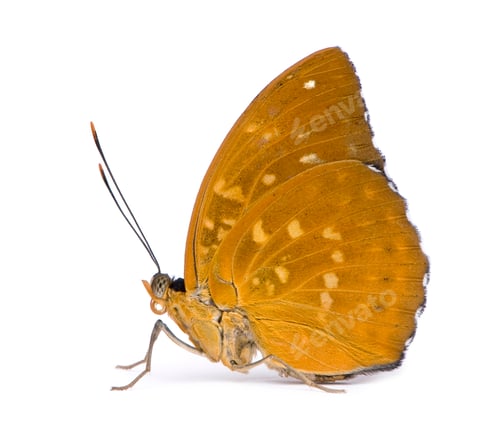 Preview: Lexias dirtea (female) butterfly