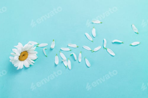 Preview: White daisies on blue background with copy space.