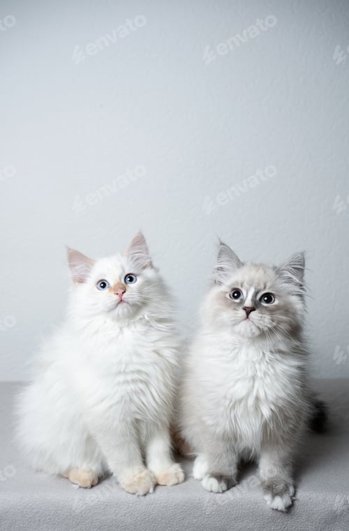 Preview: cat, kitten, pet, isolate