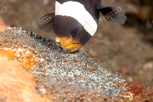 Preview: Clown fish cleaning eggs