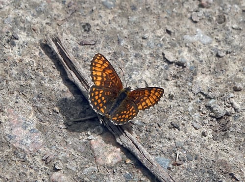 Preview: Closeup of a heath fritillary butterfly on the ground