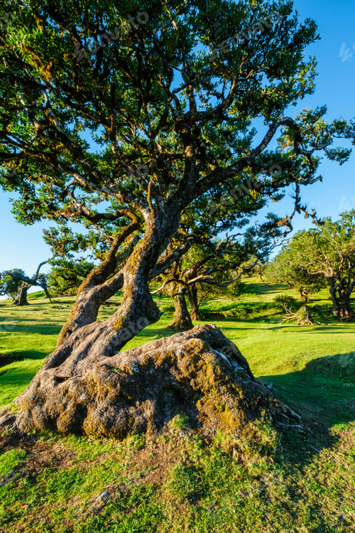 Preview: Fanal forest trees on Madeira island, Portugal