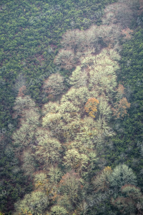 Preview: A group of winter trees populate the line of a stream on a heather covered slope