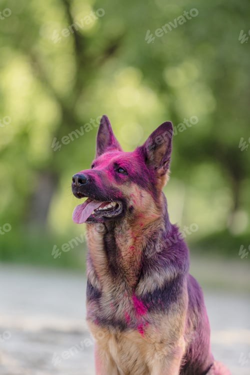 Preview: German shepherd dog playing on the beach with pink holi colors. Holi festival. Dog holi photo.