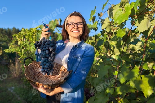 Preview: Female gardener showing freshly cut large grape bunch of blue grapes