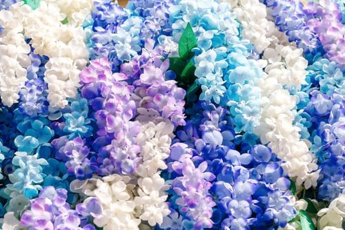 Preview: blue flowers in spring. Closeup beautiful natural background in blue and white colors. Fresh wallpap