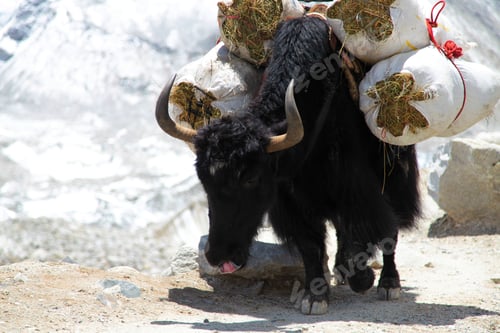 Preview: Black Yak carrying goods along the route to Everest Base Camp in the Himalayan Mountains of Nepal