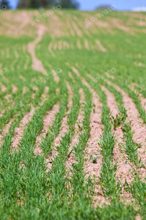 Preview: green grass sprout rows field
