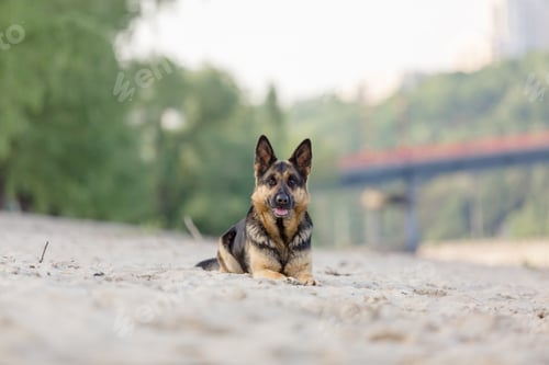 Preview: German shepherd dog playing on the beach