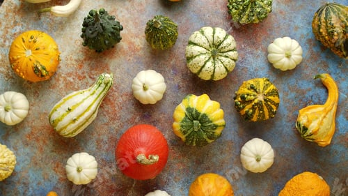 Preview: Colorful mini pumpkins on rusty background. Fall background. Halloween or Thanksgiving celebration