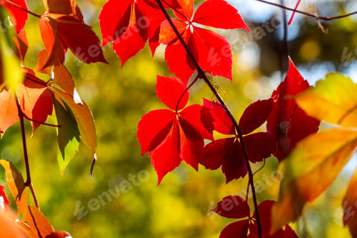 Preview: Autumn colors: leaves of Parthenocissus tricuspidata