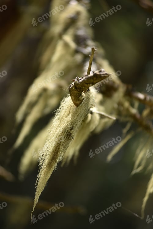 Preview: Usnea barbata, old man's beard fungus on a pine tree branch