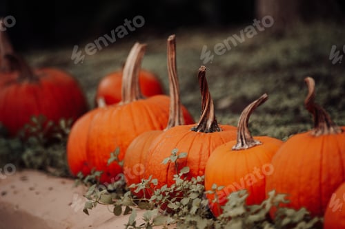 Preview: Pumpkins for sale at an outdoor market in autumn season