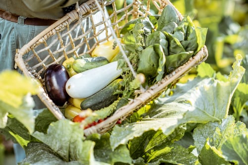 Preview: Collecting fresh vegetables in the garden