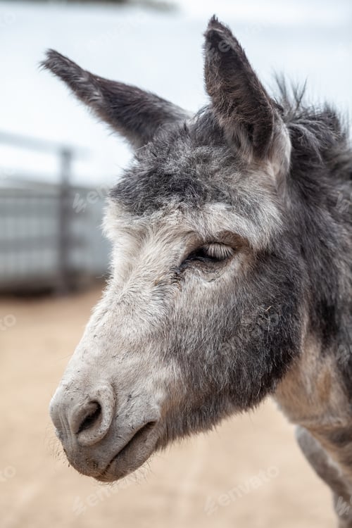 Preview: Donkey head close-up at the animal farm. Portrait of a gray donkey.