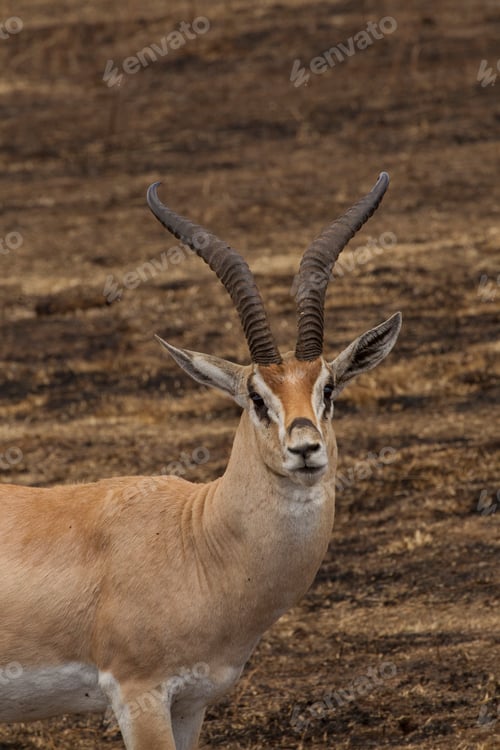 Preview: Thomson's Gazelle, Eudorcus thomsonii, Ngorogoro Crater, Tanzania