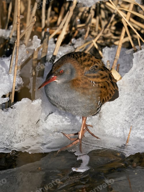 Preview: Water rail (Rallus aquaticus)