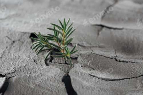 Preview: selective focus of young green plants on barren ground surface, global warming concept