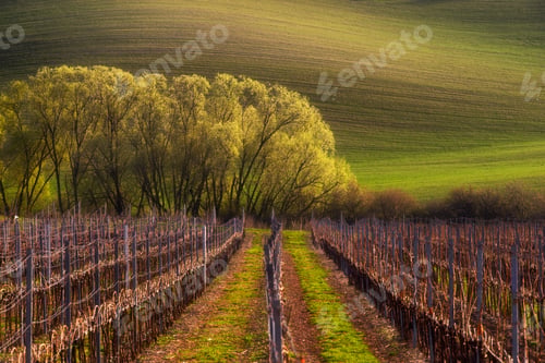 Preview: Detail of South Moravian field, Czech republic.