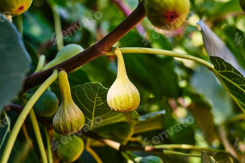 Preview: Ripe green figs hanging from a branch