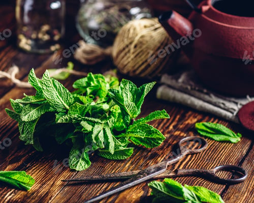 Preview: Beam of Fresh Mint
