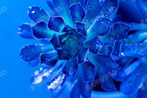 Preview: Flower Aeonium Schwarzkopf succulent. Leaves plant.