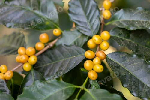 Preview: coffee berries by agriculture. Coffee beans ripening on the tree in North of Thailand